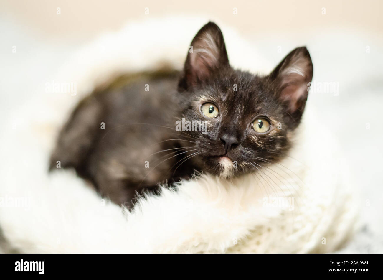 Tortie gattino rilassante nel suo letto Foto Stock