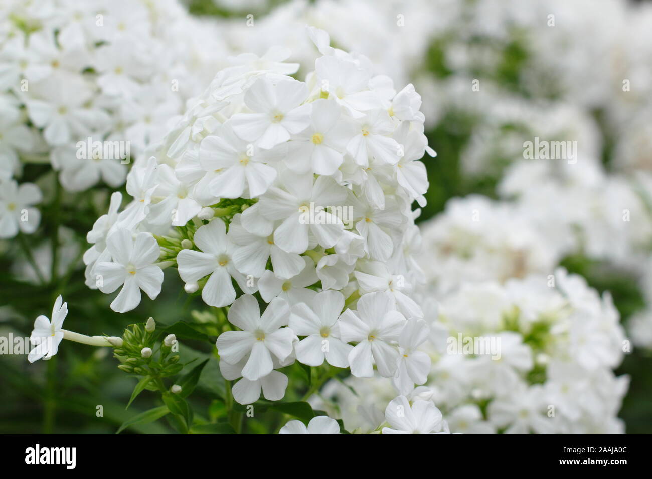 Phlox paniculata 'Mount Fuji' visualizzazione pannocchie distintivo di grandi fiori profumati nella tarda estate - Settembre. Regno Unito Foto Stock