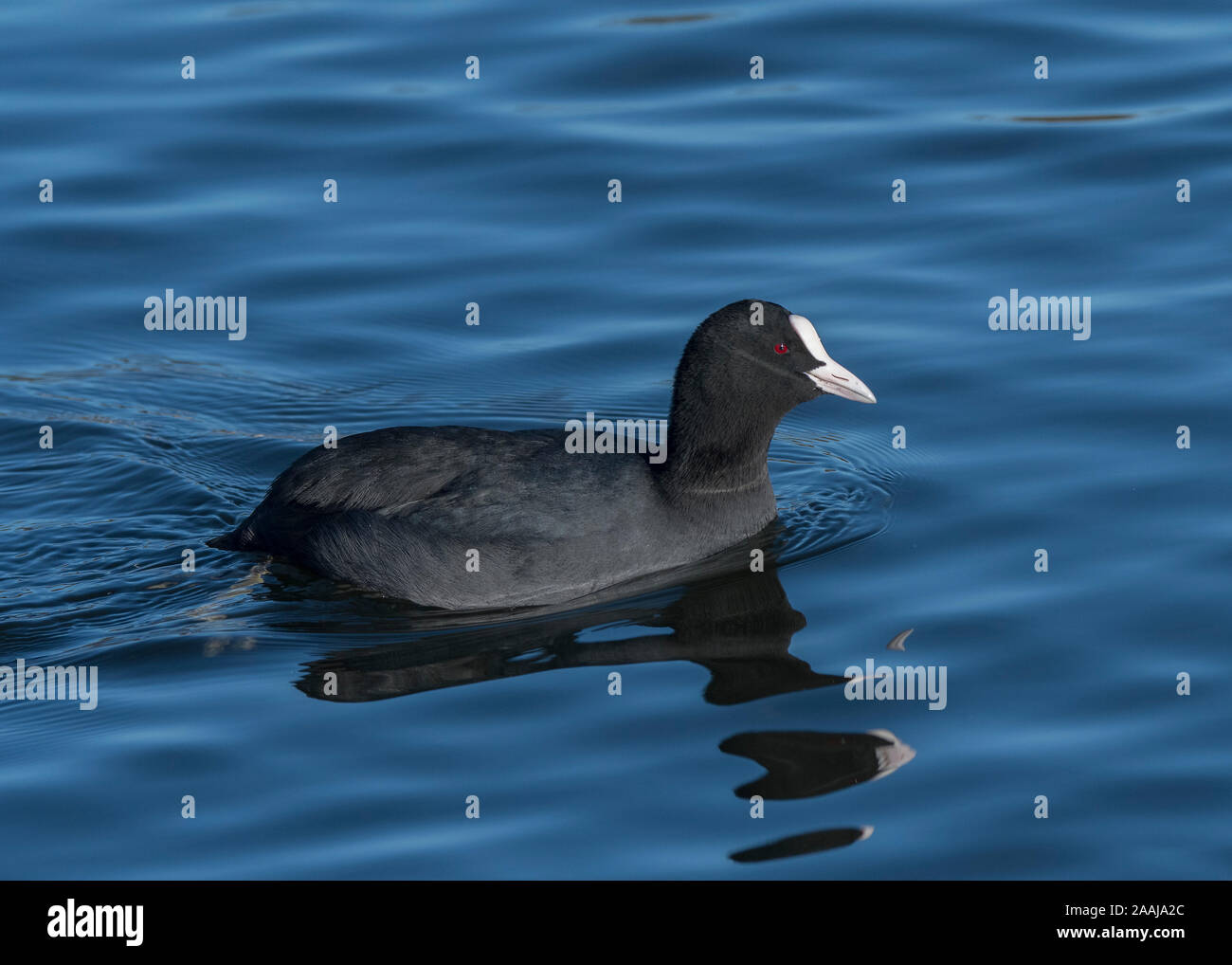 La folaga (fulica atra), nuoto a Hoggenfield Loch, Glasgow, Scozia Foto Stock