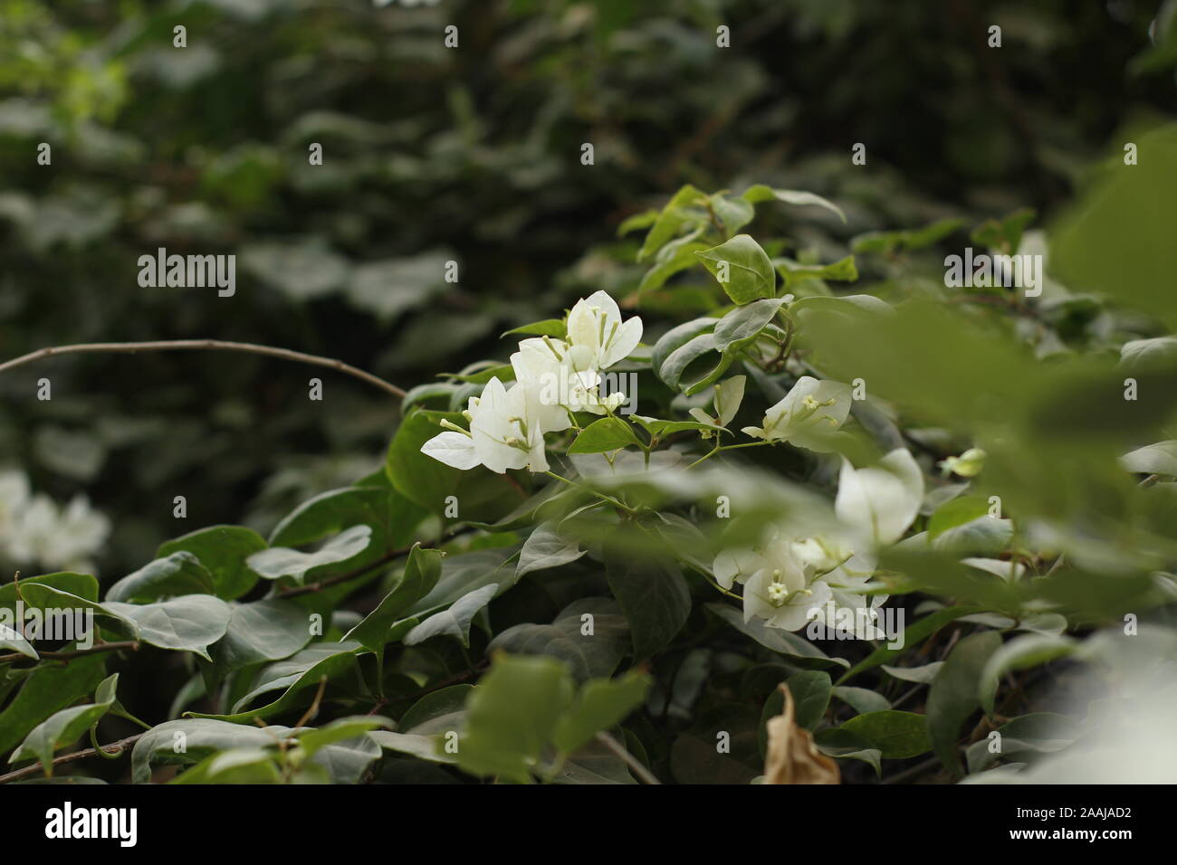 Bellissimi fiori nel giardino Foto Stock