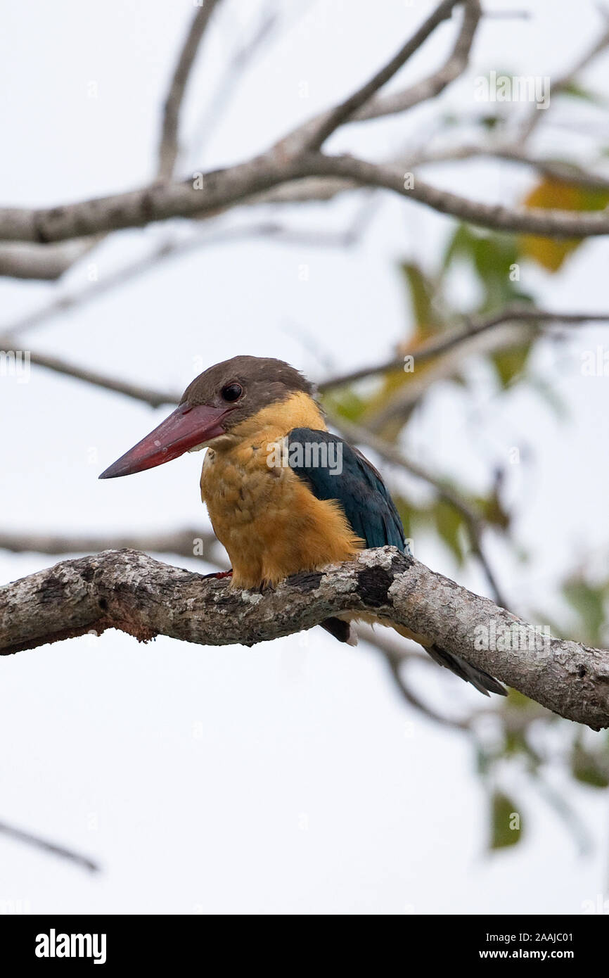 Stork fatturati Kingfisher (Pelargopsis capensis) Foto Stock