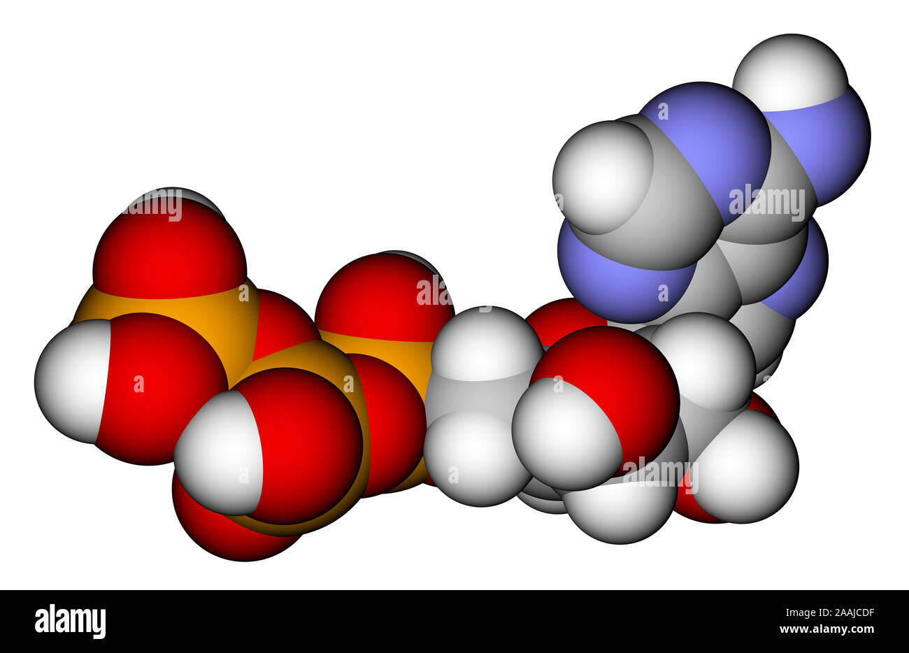 L'adenosina trifosfato (ATP) di riempimento di spazio modello molecolare Foto Stock