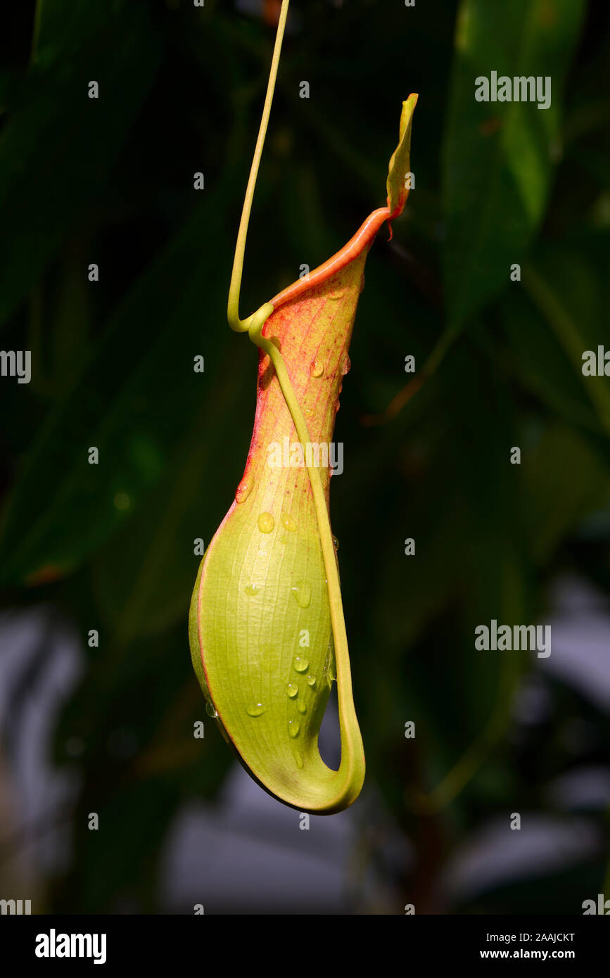 Geflügelte Kannenpflanze ( Nepenthes allata) Vorkommen Philippinen Foto Stock