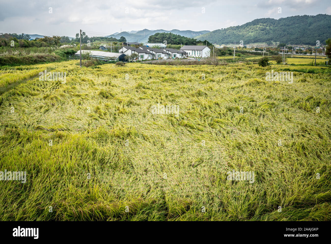 Campo di riso di colore verde e la fattoria in background nelle zone rurali la Corea del Sud Foto Stock