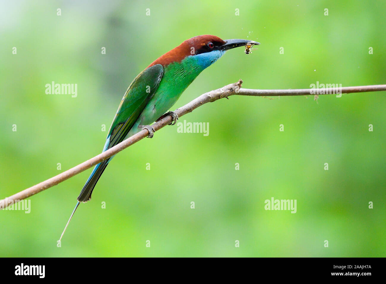 Blu-throated Gruccione (Merops viridis) caccia per alimenti Foto Stock