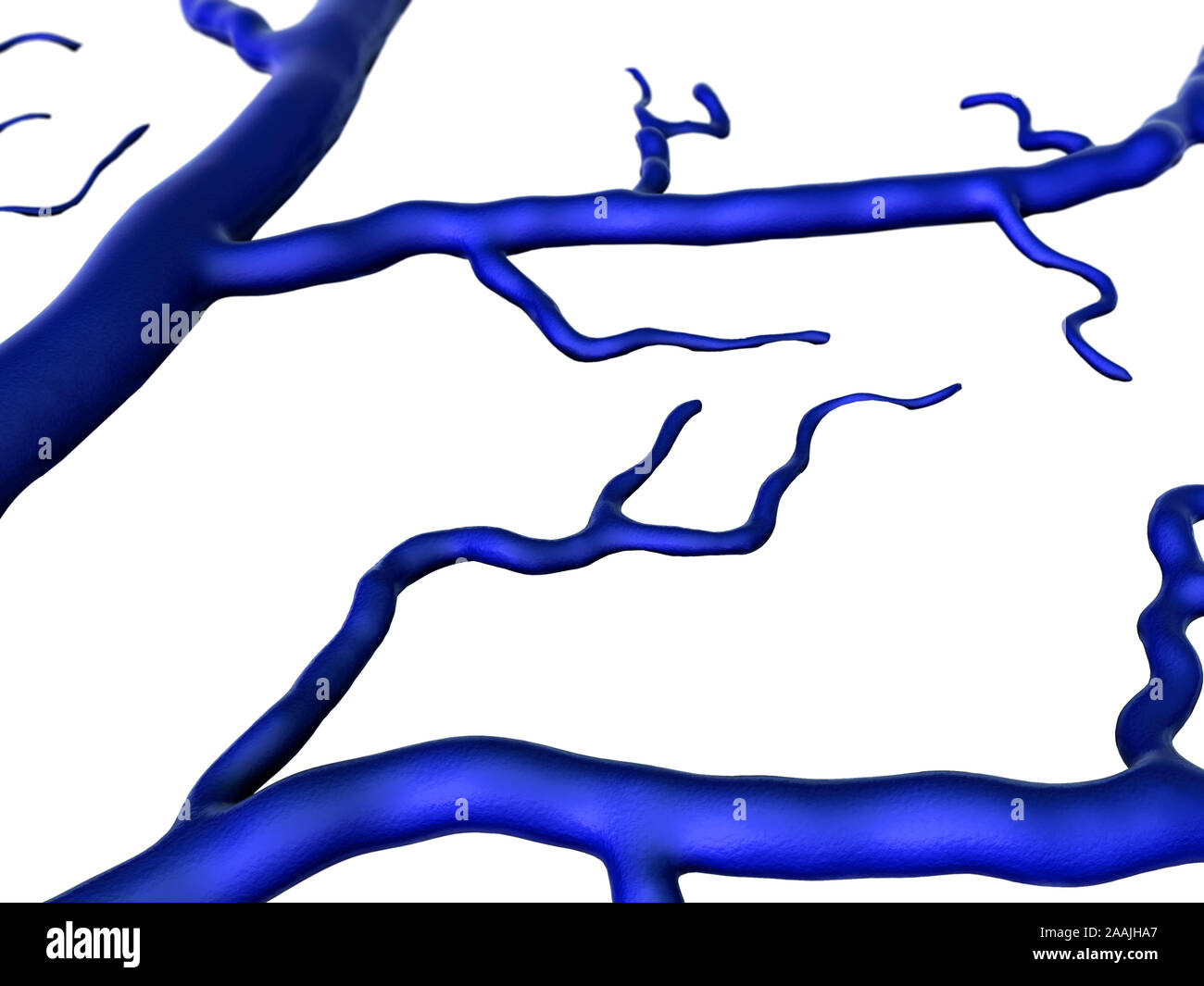 Capillare e cellule, vena e capillare, capillari su sfondo bianco Foto Stock