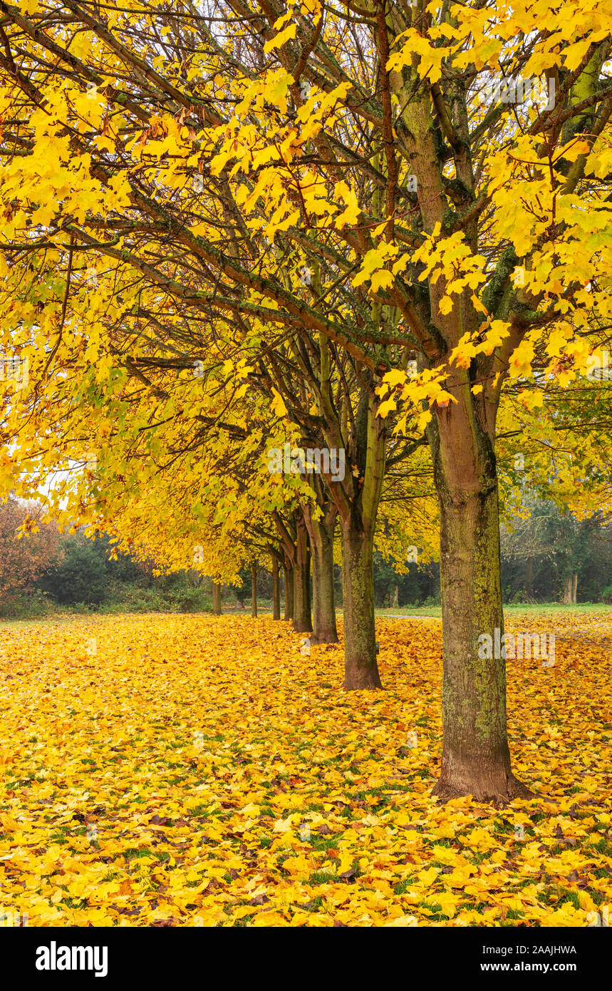Foglie di autunno uk alberi d'autunno autunno uk viale di alberi con foglie di autunno fila di alberi con colori autunnali England Regno Unito GB Europa Foto Stock