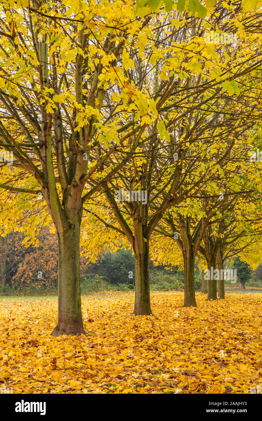 Foglie di autunno uk alberi d'autunno autunno uk viale di alberi con foglie di autunno fila di alberi con colori autunnali England Regno Unito GB Europa Foto Stock