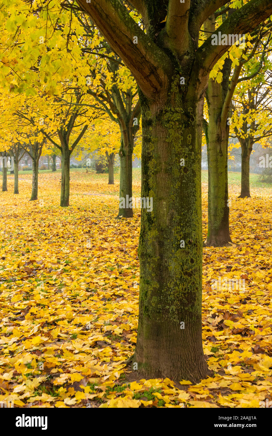 Foglie di autunno uk alberi d'autunno autunno uk viale di alberi con foglie di autunno fila di alberi con colori autunnali England Regno Unito GB Europa Foto Stock