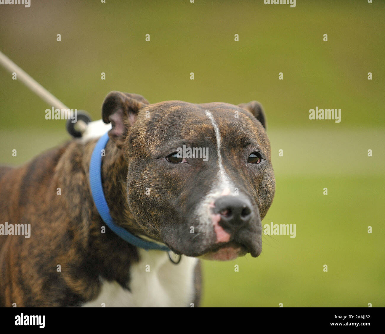 Pitbull Terrier Foto Stock