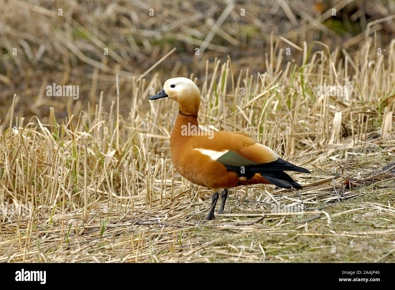 Rostgans - ferruginea Casarca Foto Stock