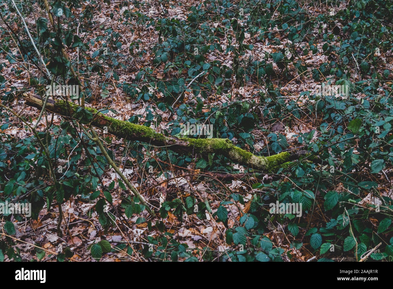 Ramo ritorto ricoperta di verde muschio Foto Stock