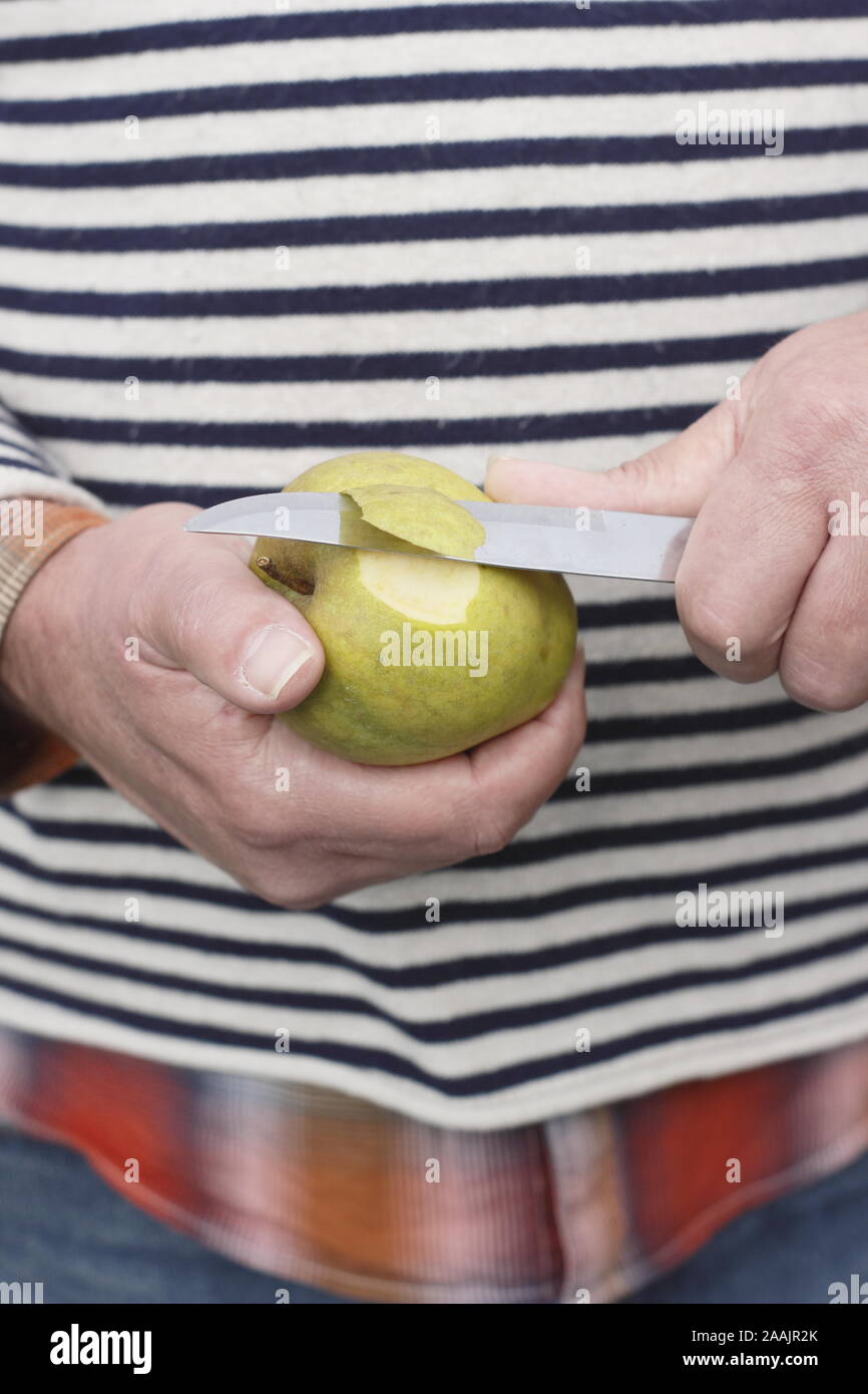 Malus. L'uomo peeling un Ribston Pippin mangiare apple con un coltello. Regno Unito Foto Stock