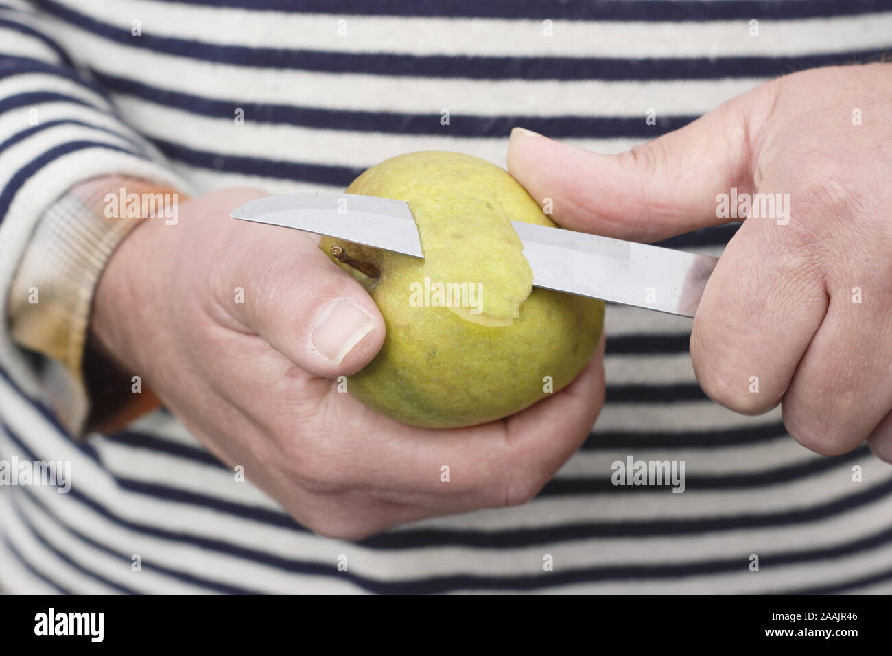 Malus. L'uomo peeling un Ribston Pippin mangiare apple con un coltello. Regno Unito Foto Stock