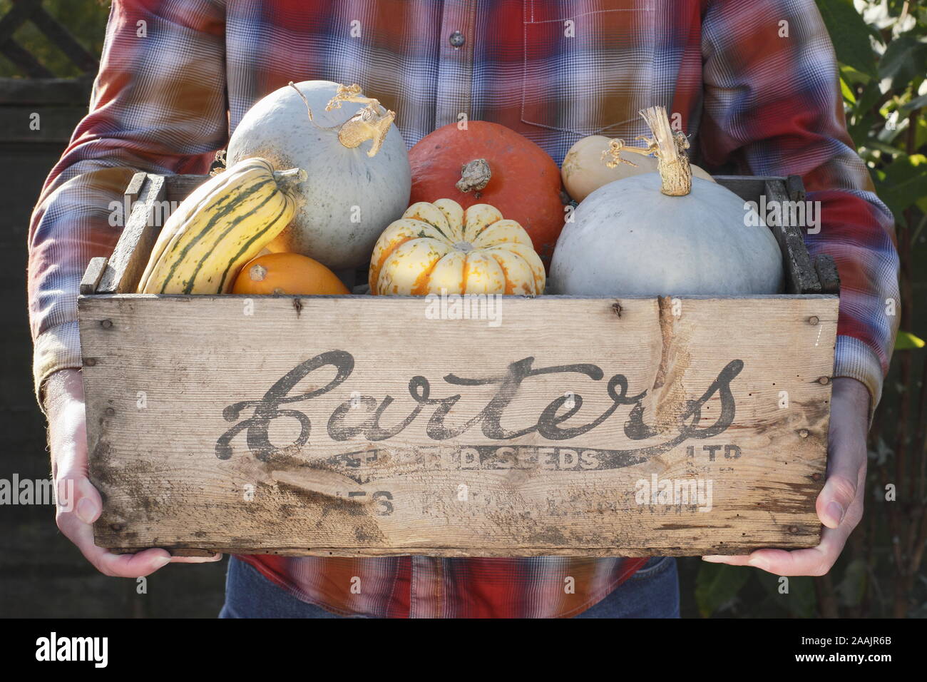 Cucurbita. Zucche raccolte di fresco e zucca in una vecchia cassa di semi di legno. REGNO UNITO Foto Stock