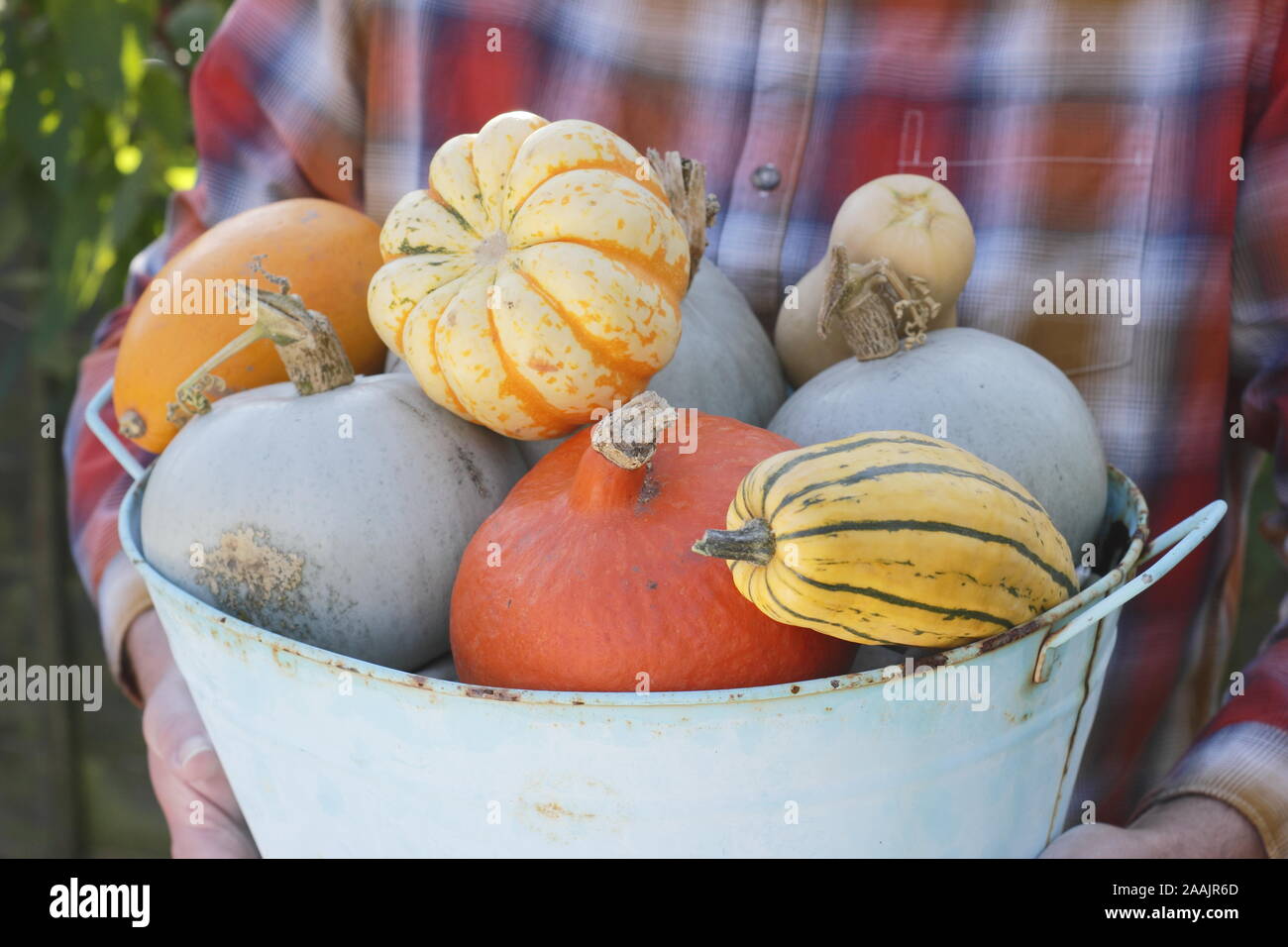 Cucurbita. Zucche e cenere appena raccolti trasportati attraverso un giardino da cucina per una mostra autunnale. REGNO UNITO Foto Stock