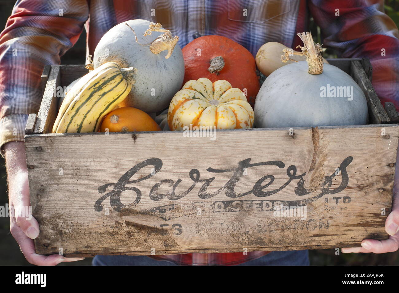 Cucurbita. Zucche raccolte di fresco e zucca in una vecchia cassa di semi di legno. REGNO UNITO Foto Stock