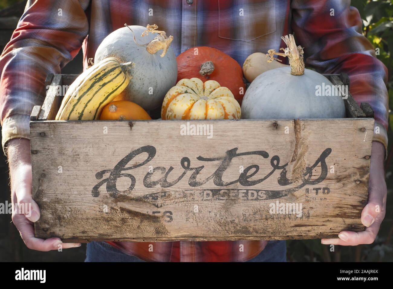 Cucurbita. Zucche raccolte di fresco e zucca in una vecchia cassa di semi di legno. REGNO UNITO Foto Stock
