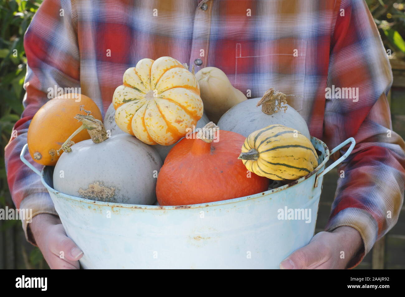 Cucurbita. Zucche e cenere appena raccolti trasportati attraverso un giardino da cucina per una mostra autunnale. REGNO UNITO Foto Stock