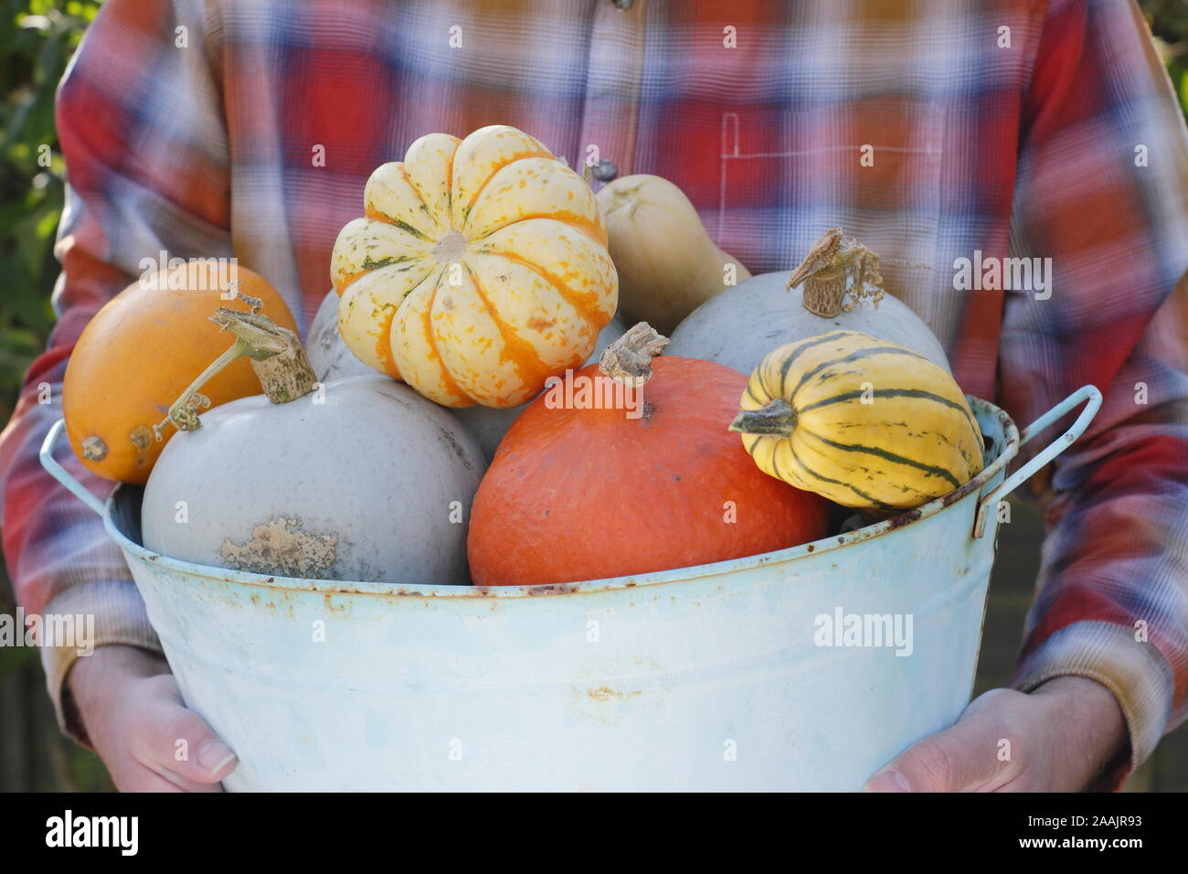 Cucurbita. Zucche e cenere appena raccolti trasportati attraverso un giardino da cucina per una mostra autunnale. REGNO UNITO Foto Stock