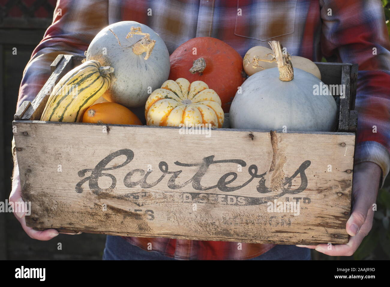 Cucurbita. Zucche raccolte di fresco e zucca in una vecchia cassa di semi di legno. REGNO UNITO Foto Stock