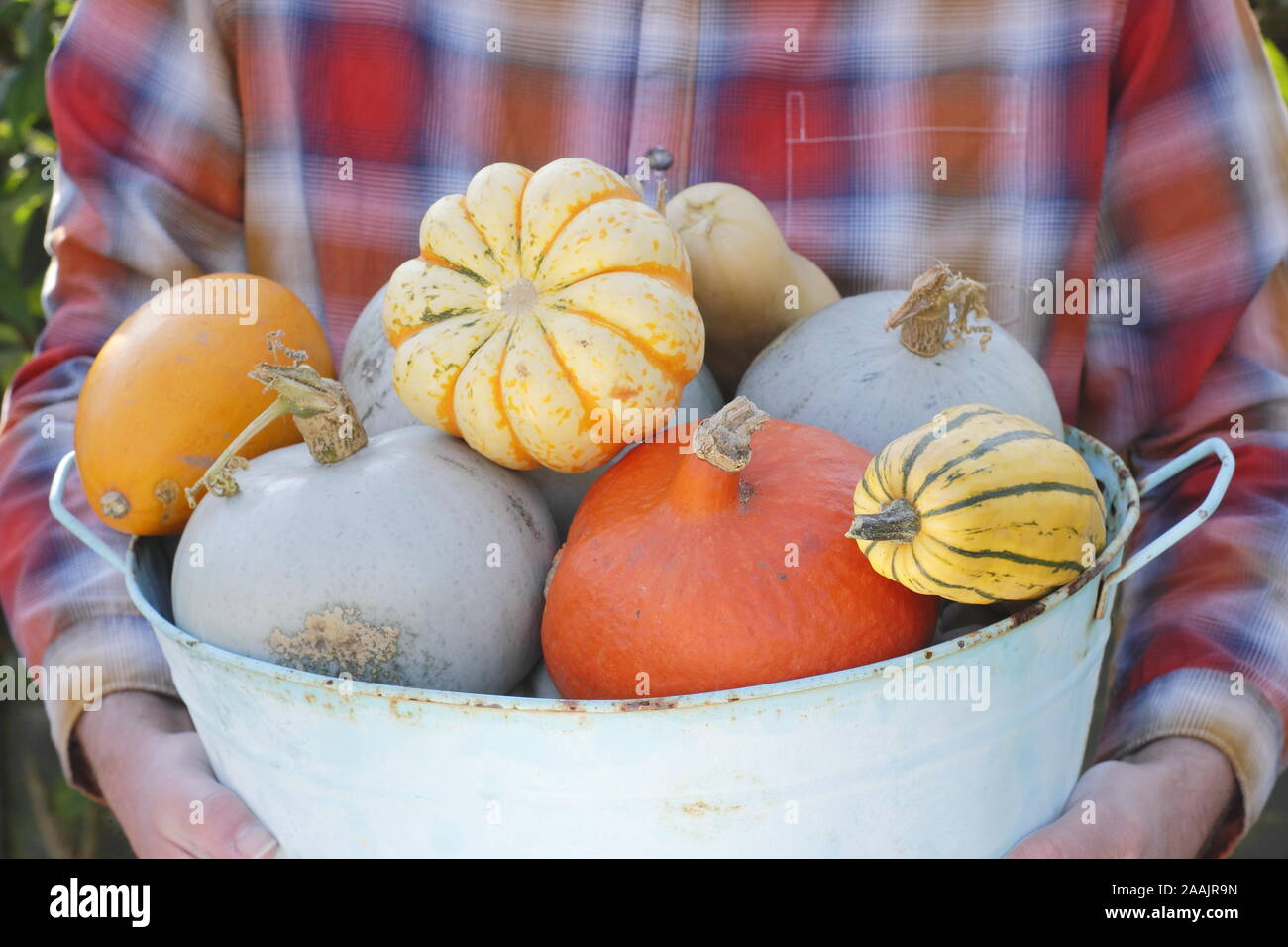 Cucurbita. Zucche e cenere appena raccolti trasportati attraverso un giardino da cucina per una mostra autunnale. REGNO UNITO Foto Stock