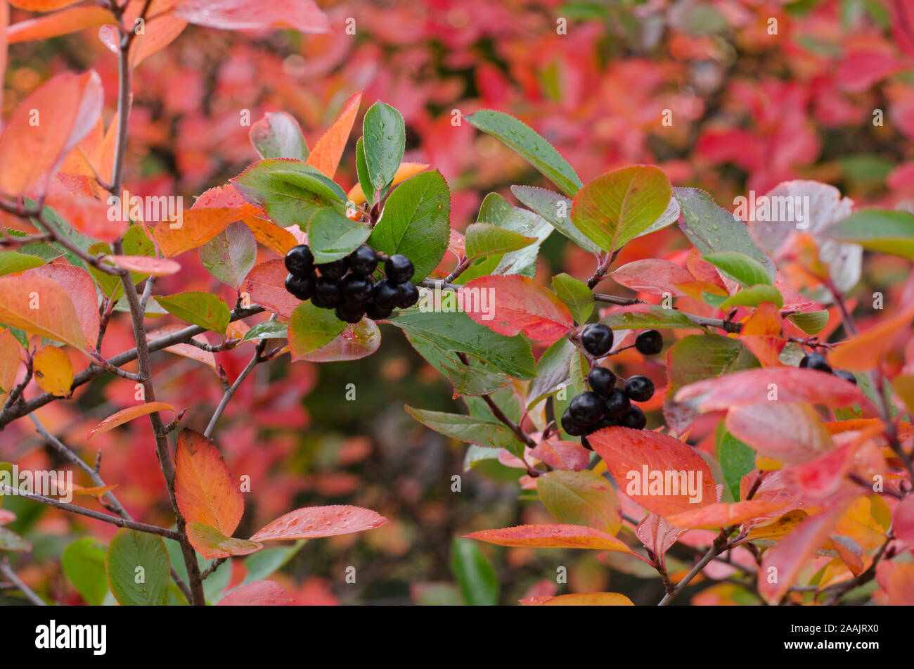 Chokeberries, con foglie colorate, in stagione in un parco. Foto Stock