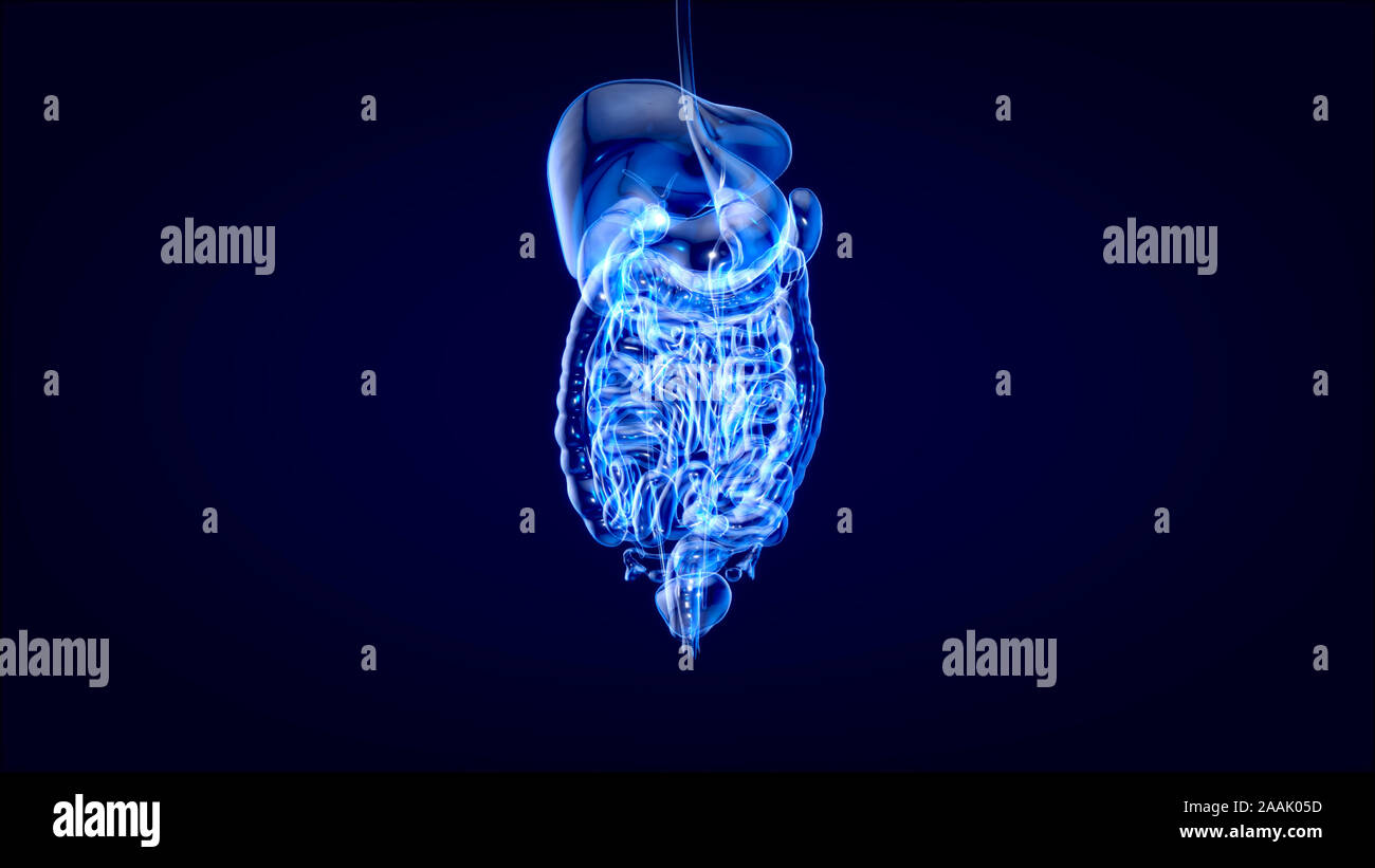 3D concept design di un sistema digestivo Foto Stock