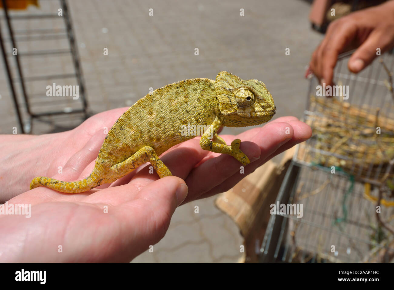 Chameleon nel souk di Marrakech. Il Marocco Foto Stock