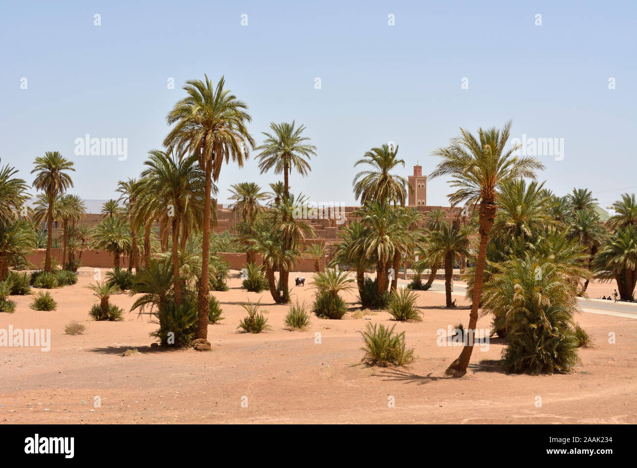 L' oasi di Tamegroute nella regione di Zagora. Valle di Draa, Marocco Foto Stock