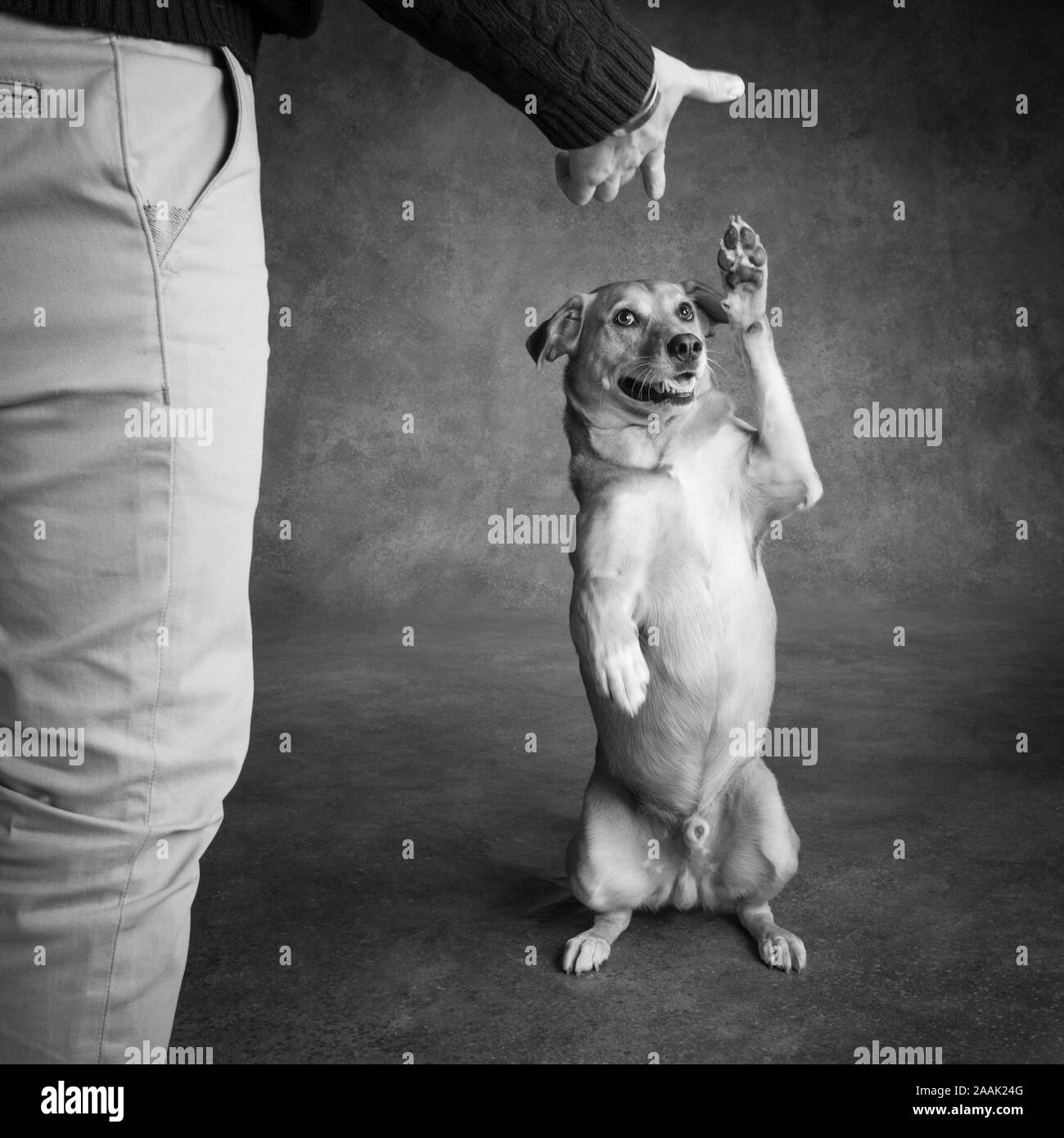 Studio shot di Redbone Coonhound e gambe di uomo Foto Stock