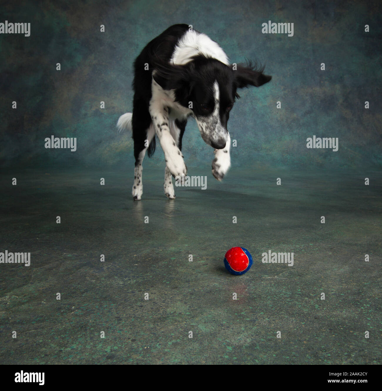 Studio shot di Border Collie jumping Foto Stock