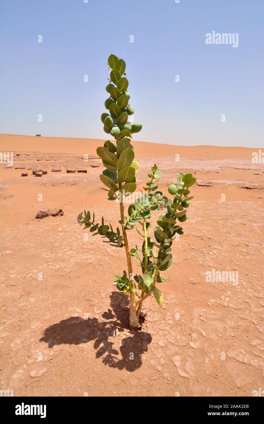 Calotropis procera, una pianta velenosa in Erg Chigaga dune di sabbia. Il Marocco Foto Stock