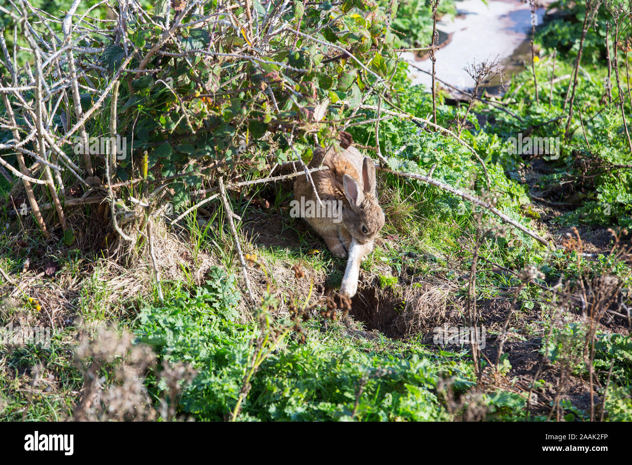 Un coniglio lavaggio stesso al di fuori della sua tana su Walney Island, Cumbria, Regno Unito. Foto Stock