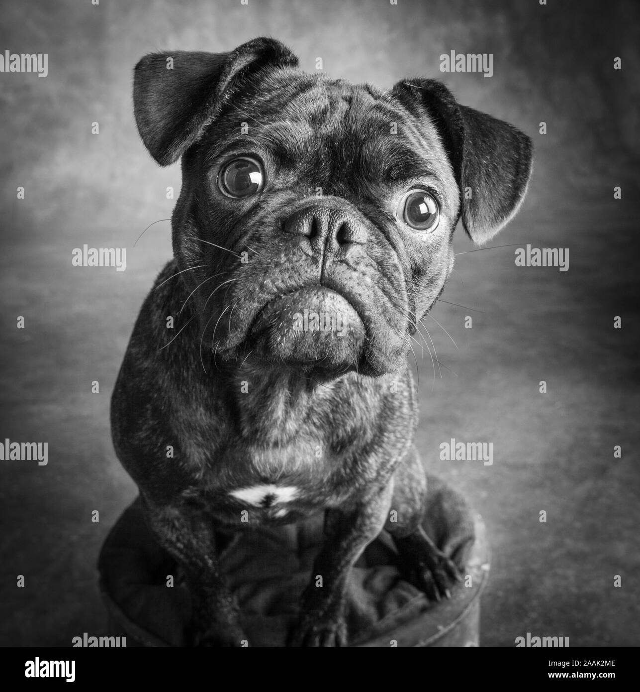 Ritratto in studio di Pug Bulldog Mix Foto Stock