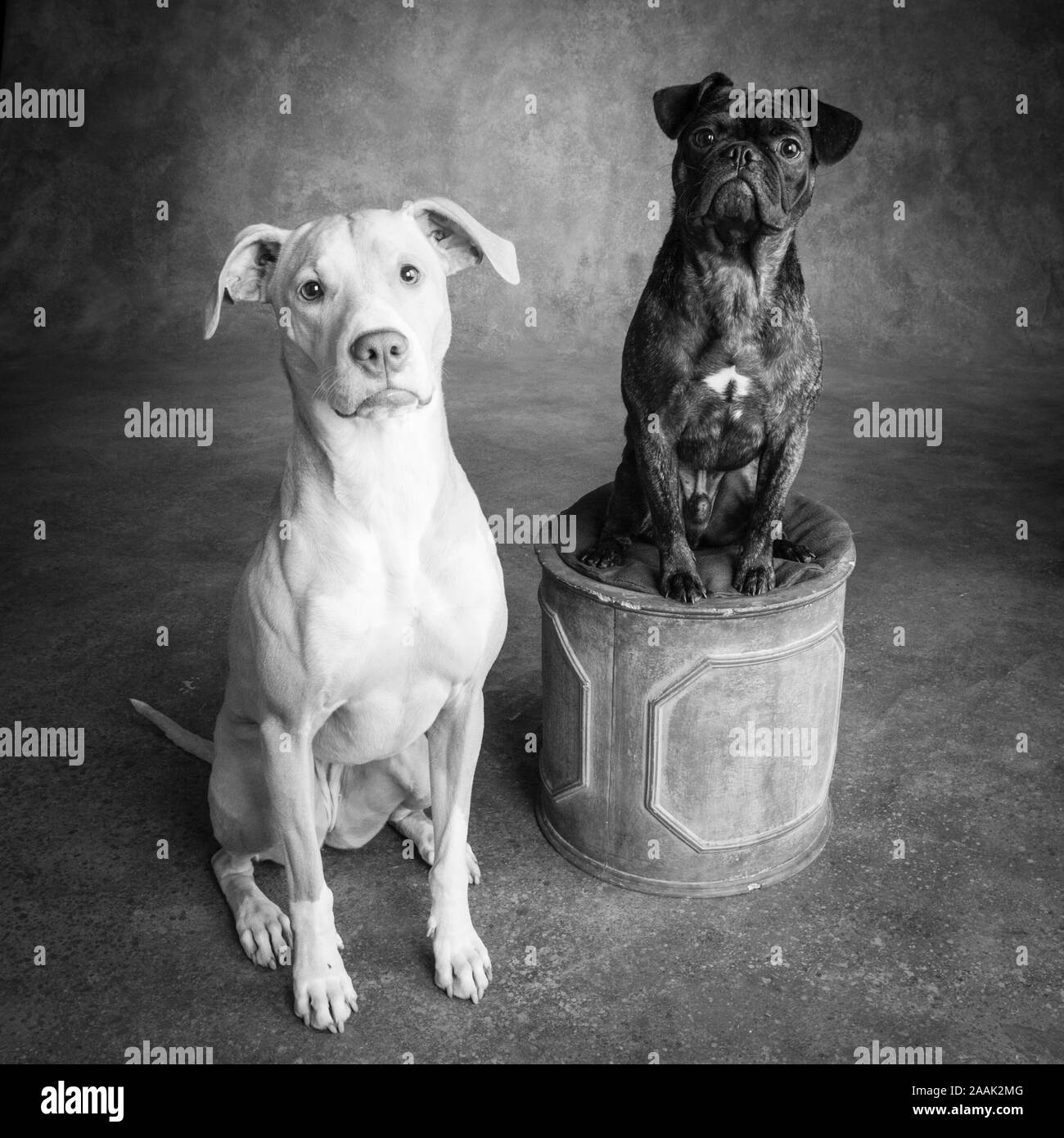 Ritratto in studio Pug Bulldog Mix e Lab Hound Mix Foto Stock