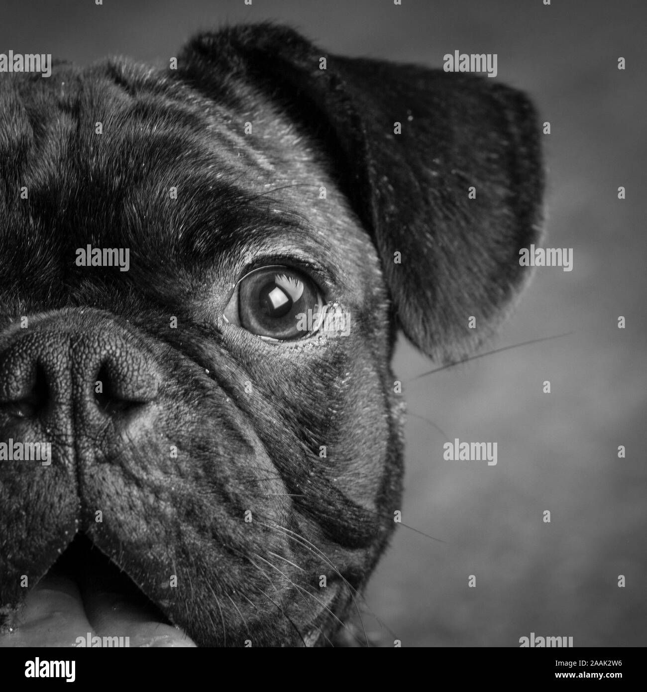Ritratto in studio di Pug Bulldog Mix Foto Stock