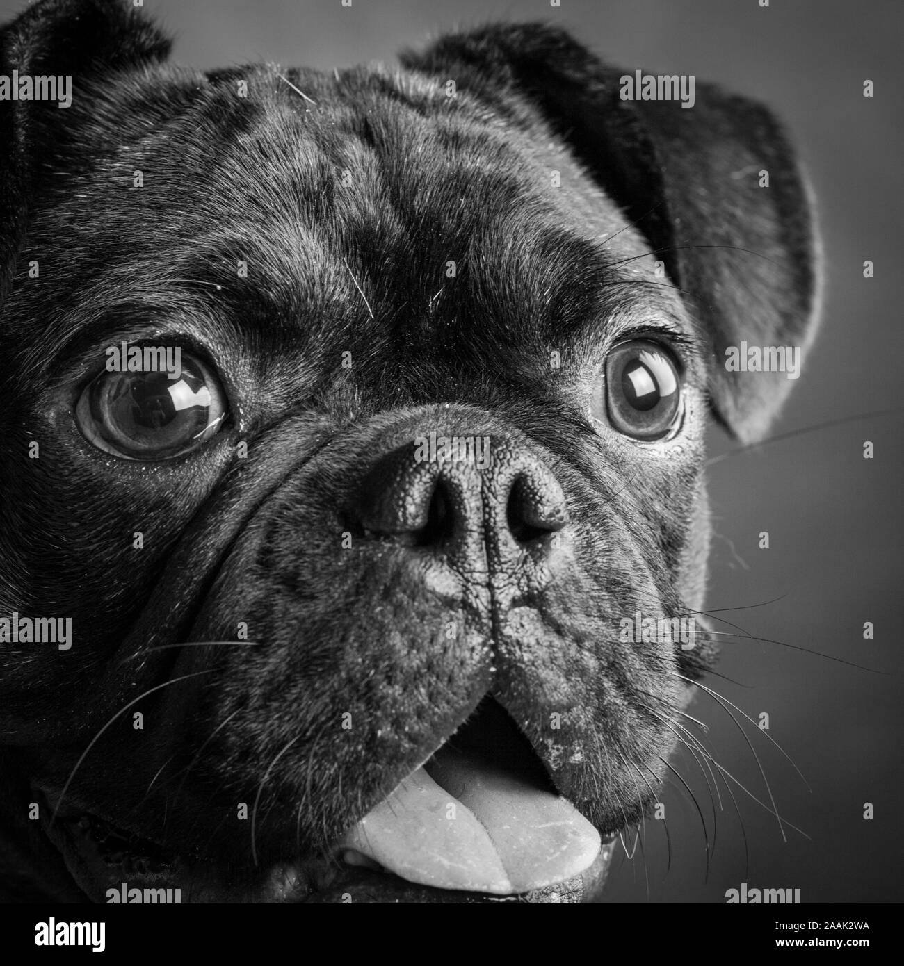 Ritratto in studio di Pug Bulldog Mix Foto Stock