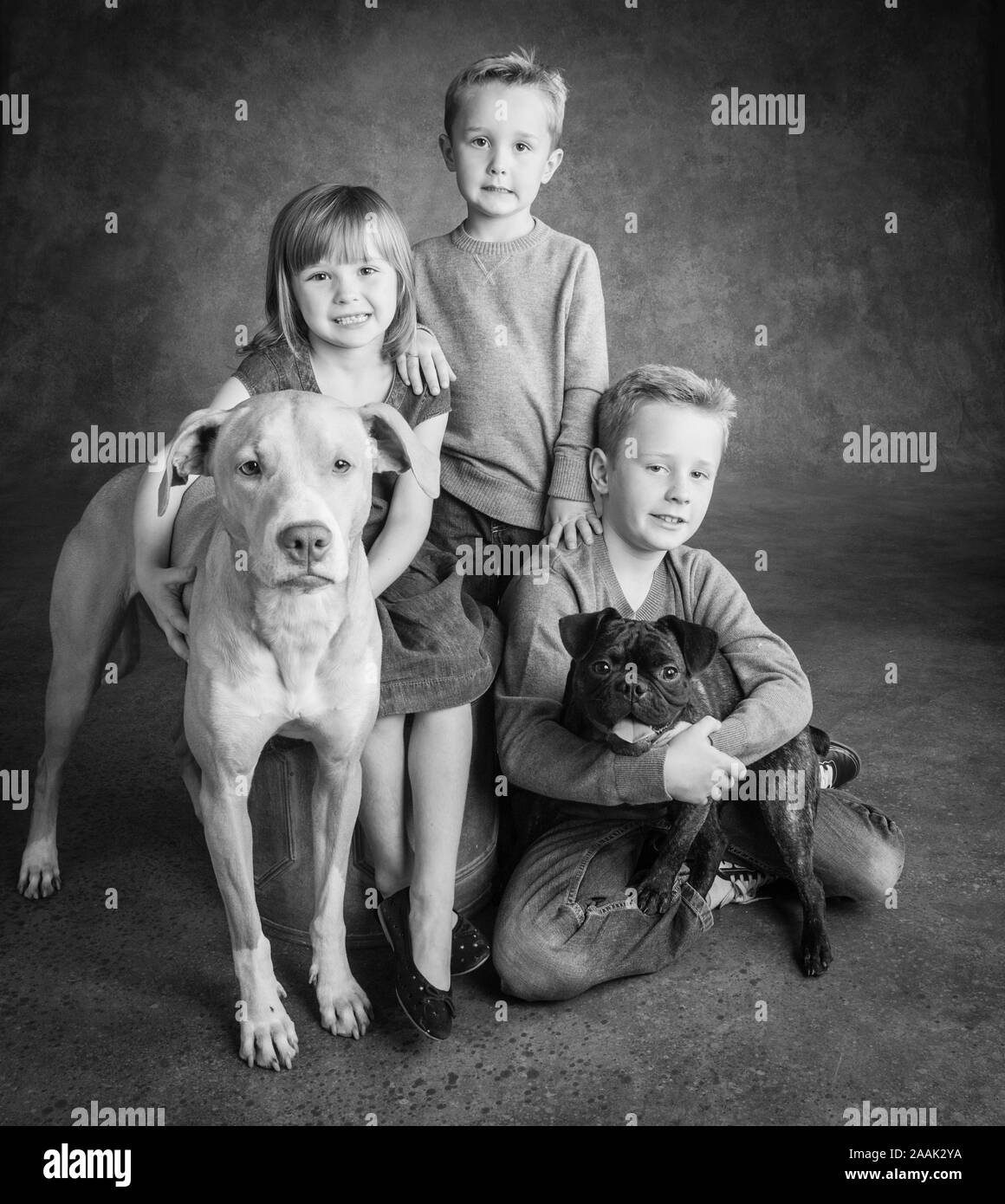 Ritratto in studio di Labrador e Pug con bambini Foto Stock