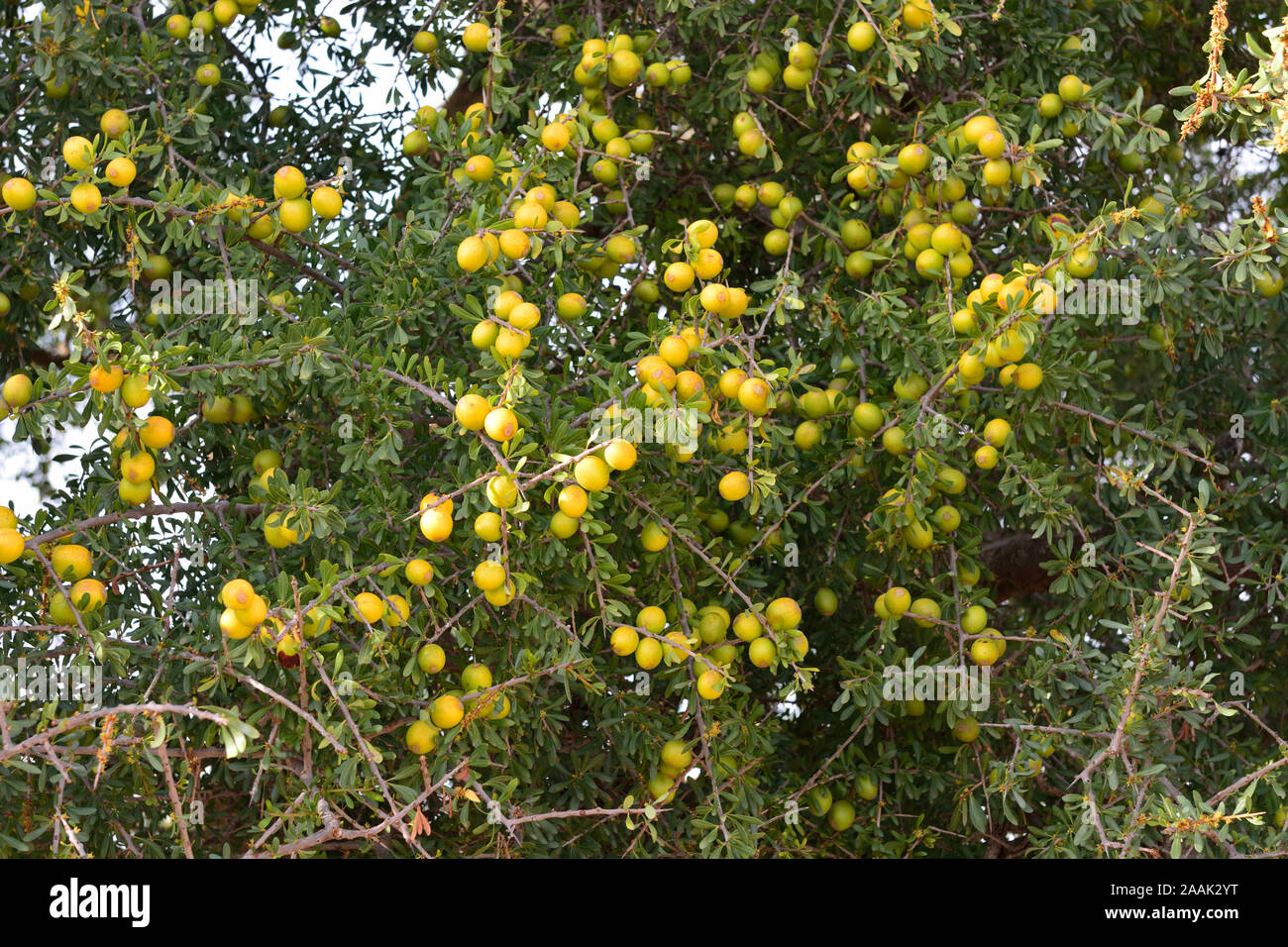 Frutti dell'albero di Argan. L'olio di Argan è diventato un prodotto alla moda in Europa e Nord America. Essaoiura, Marocco Foto Stock