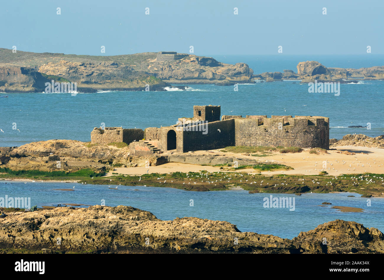 La fortificata isole Mogador, antica Iles Purpuraires davanti a Essaouira, dove i romani e i Fenici elaborato il murex e porpora gusci Foto Stock
