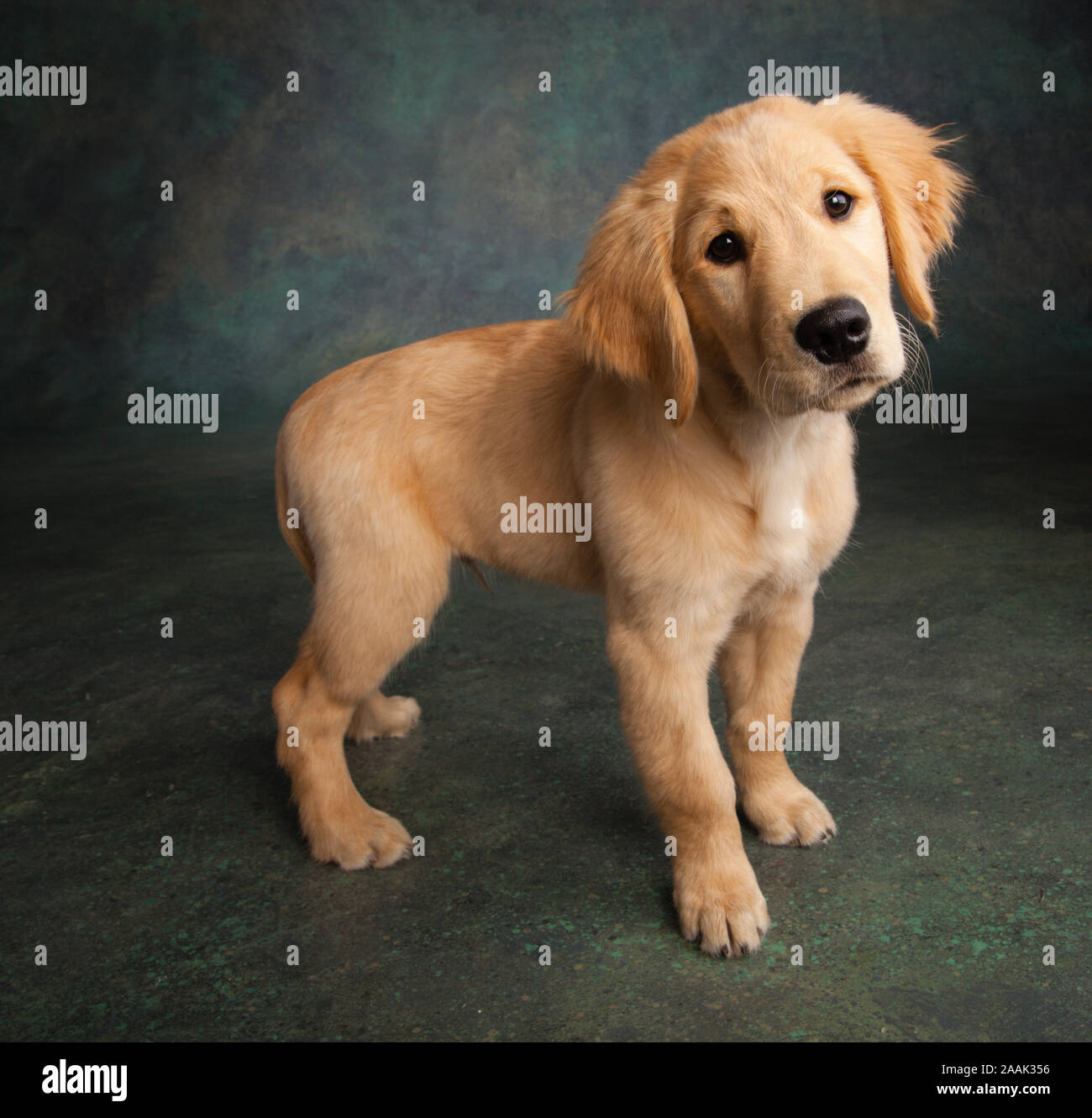 Ritratto in studio di Golden Retriever cucciolo Foto Stock
