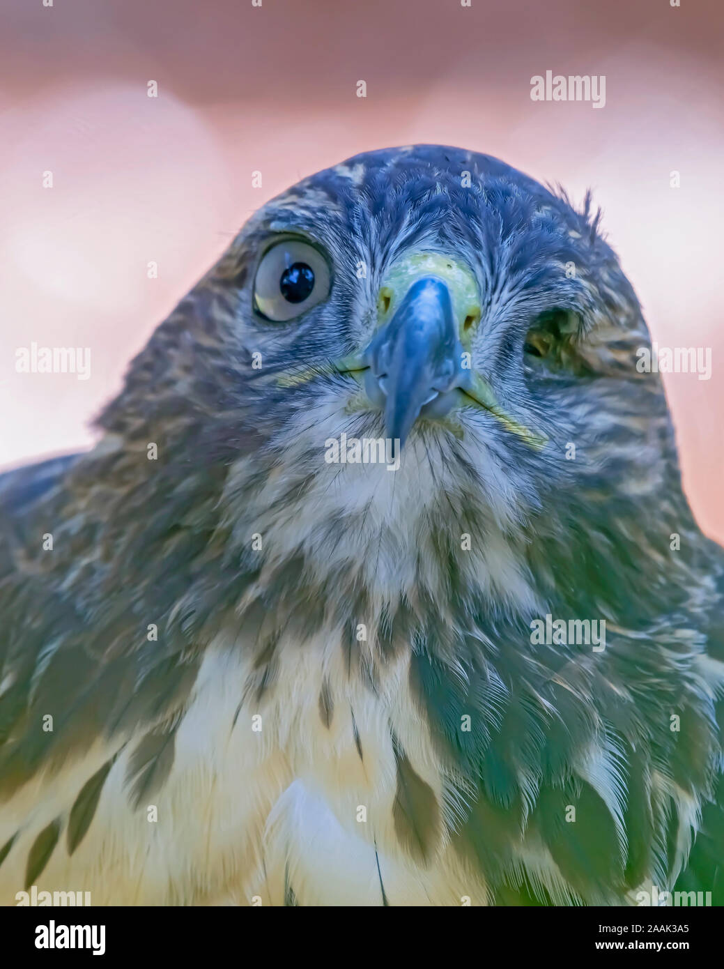 Extreme close up rosso falco spalla mancante il suo occhio sinistro Foto Stock