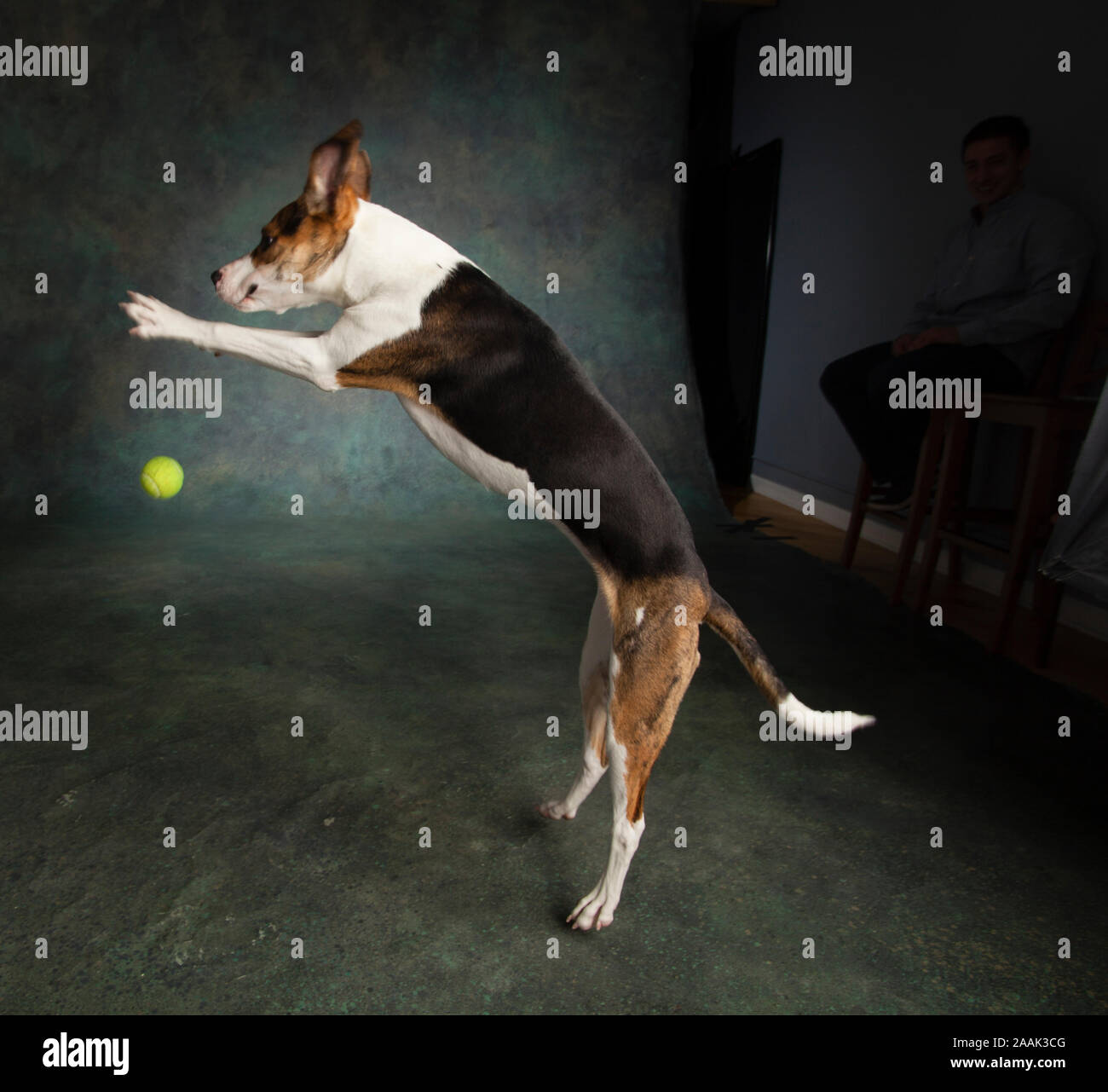 Studio shot di razza cane giocando con la palla da tennis Foto Stock