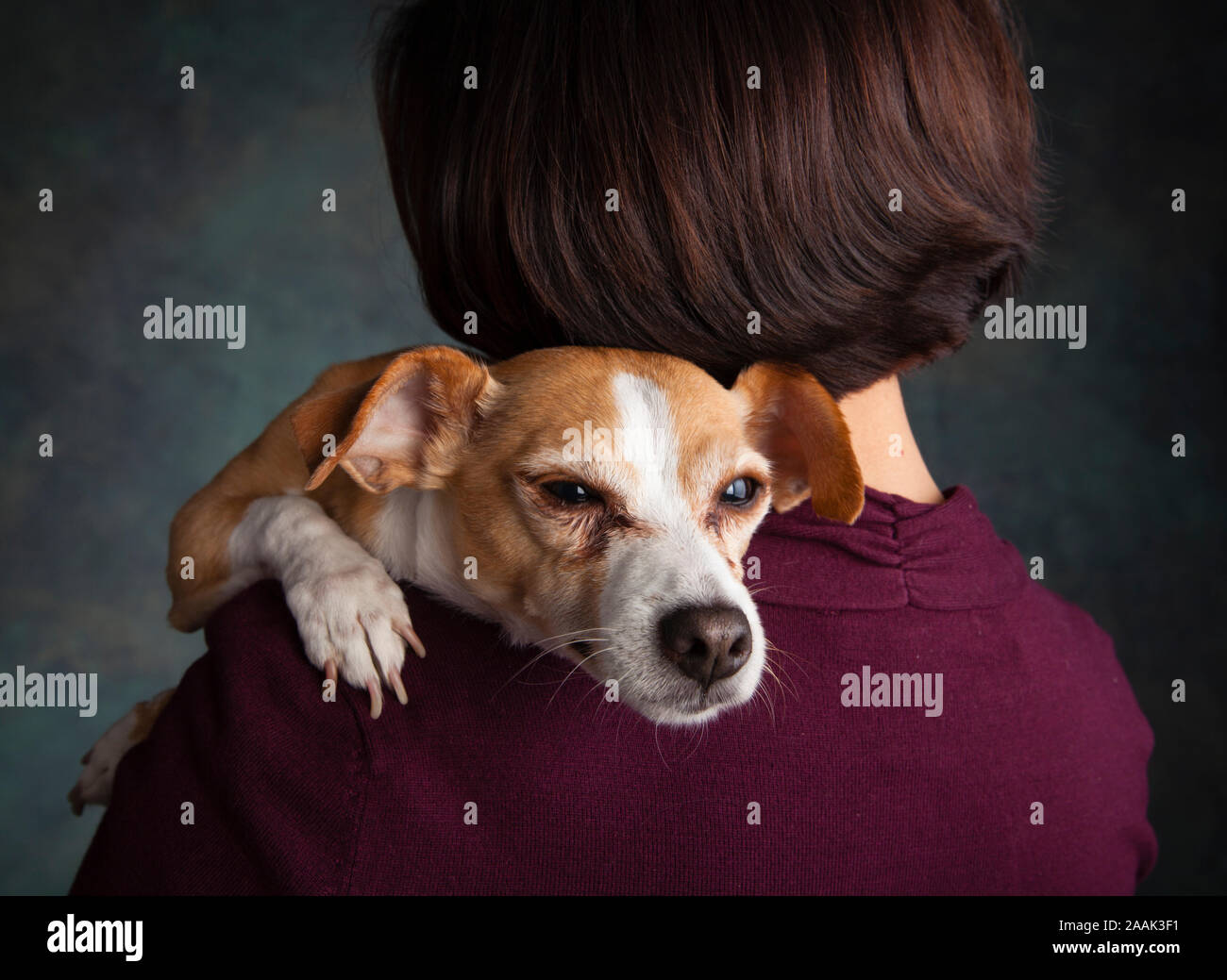 Chihuahua su alle spalle della donna Foto Stock