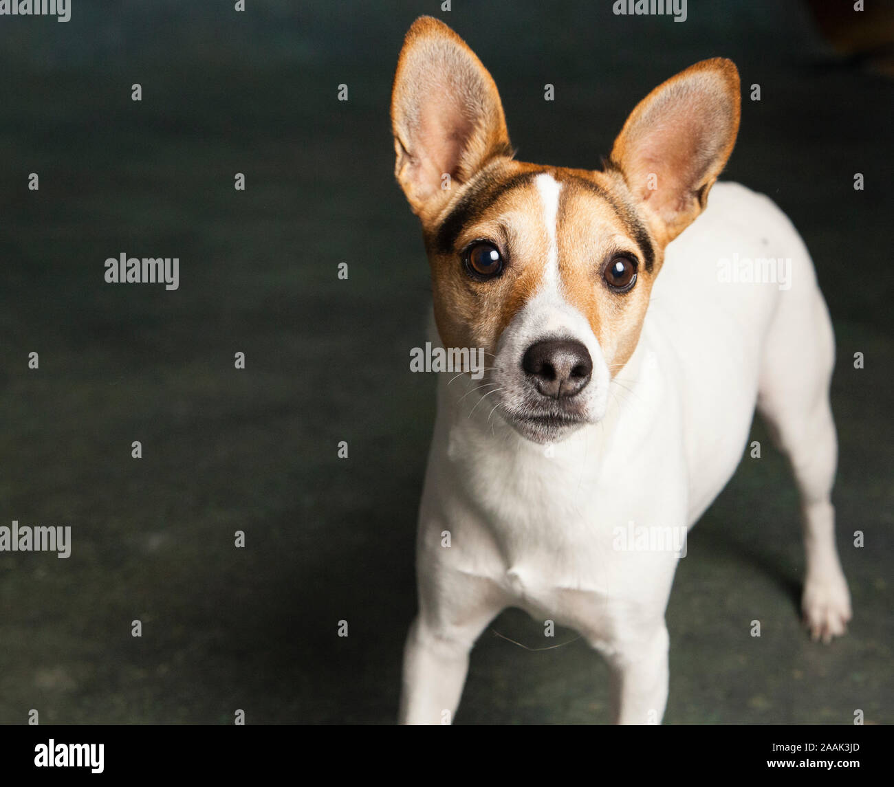Ritratto in studio di Jack Russell Terrier Foto Stock