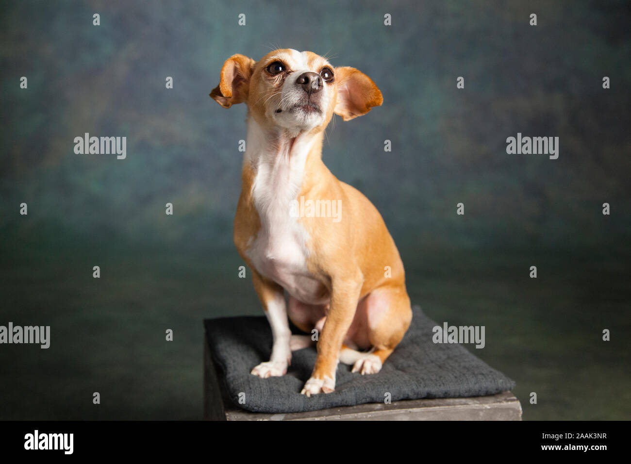Ritratto in studio di Chihuahua seduto su uno sgabello Foto Stock