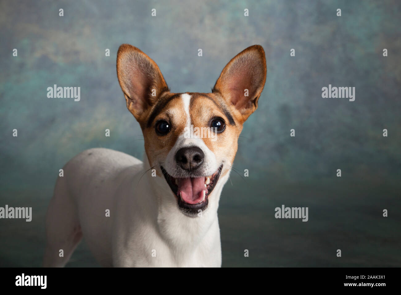 Ritratto in studio di Jack Russell Terrier Foto Stock