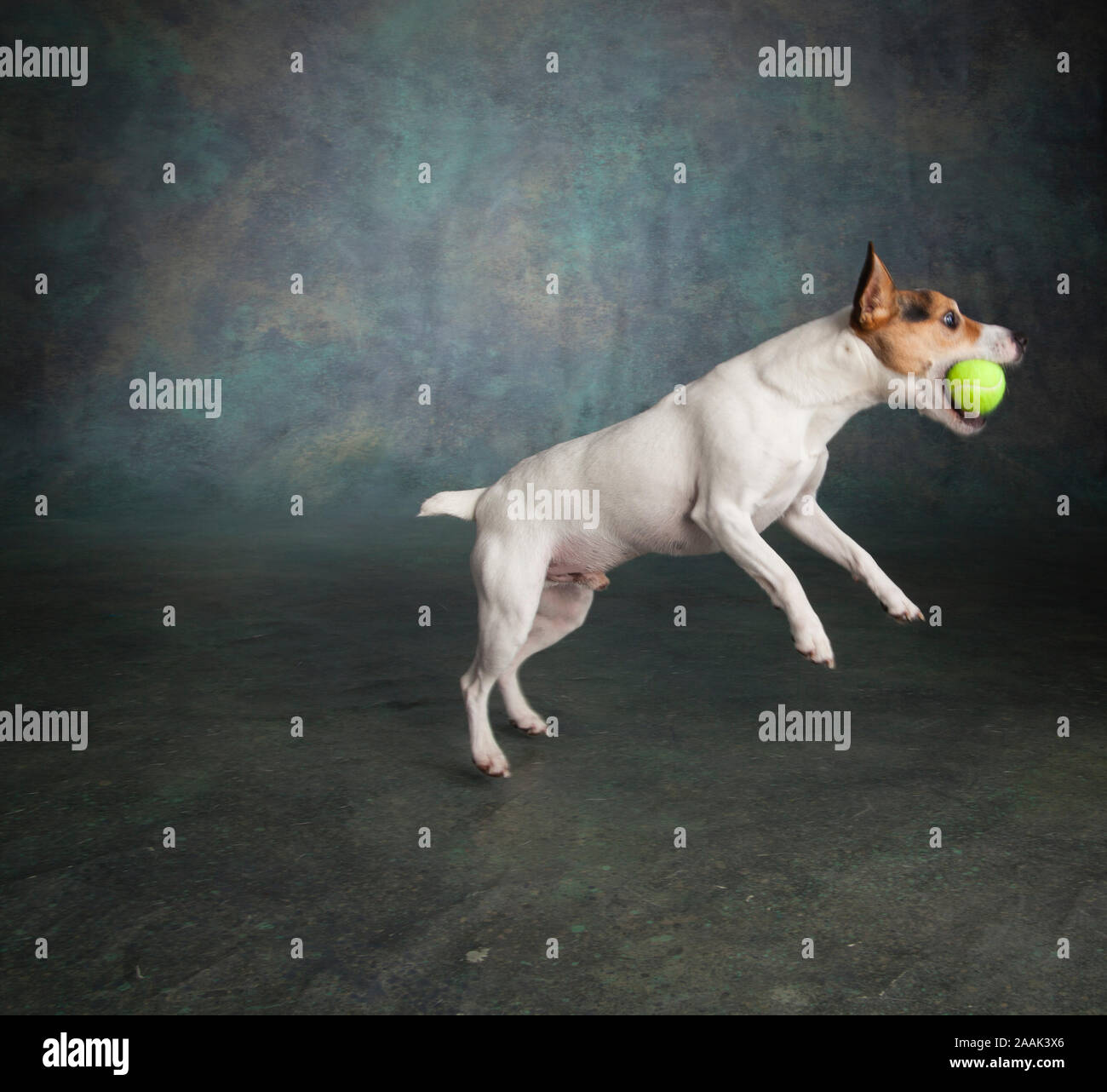 Studio shot di Jack Russell Terrier giocare con palla da tennis Foto Stock