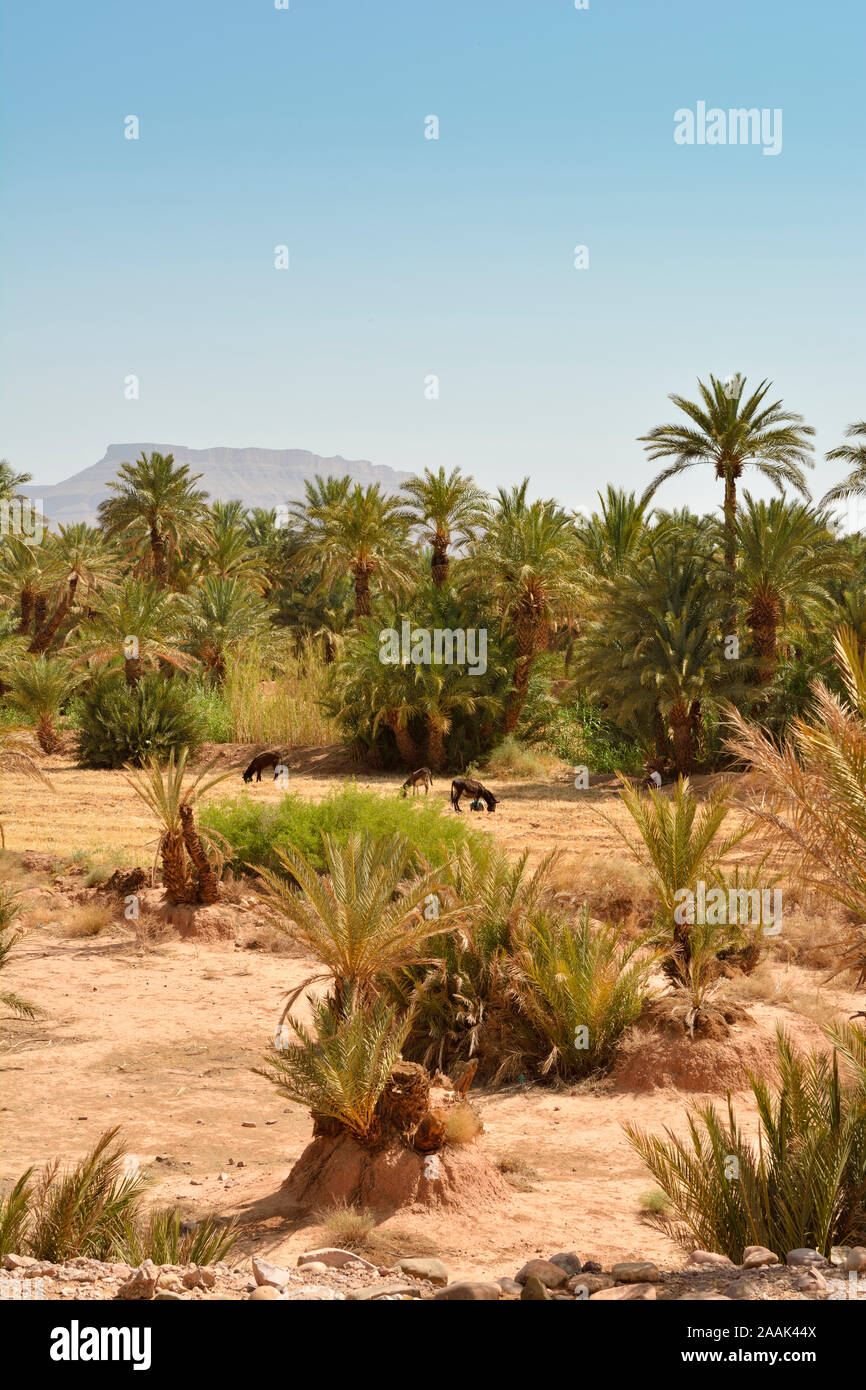 Oasi nella Valle del Draa. Il Marocco Foto Stock